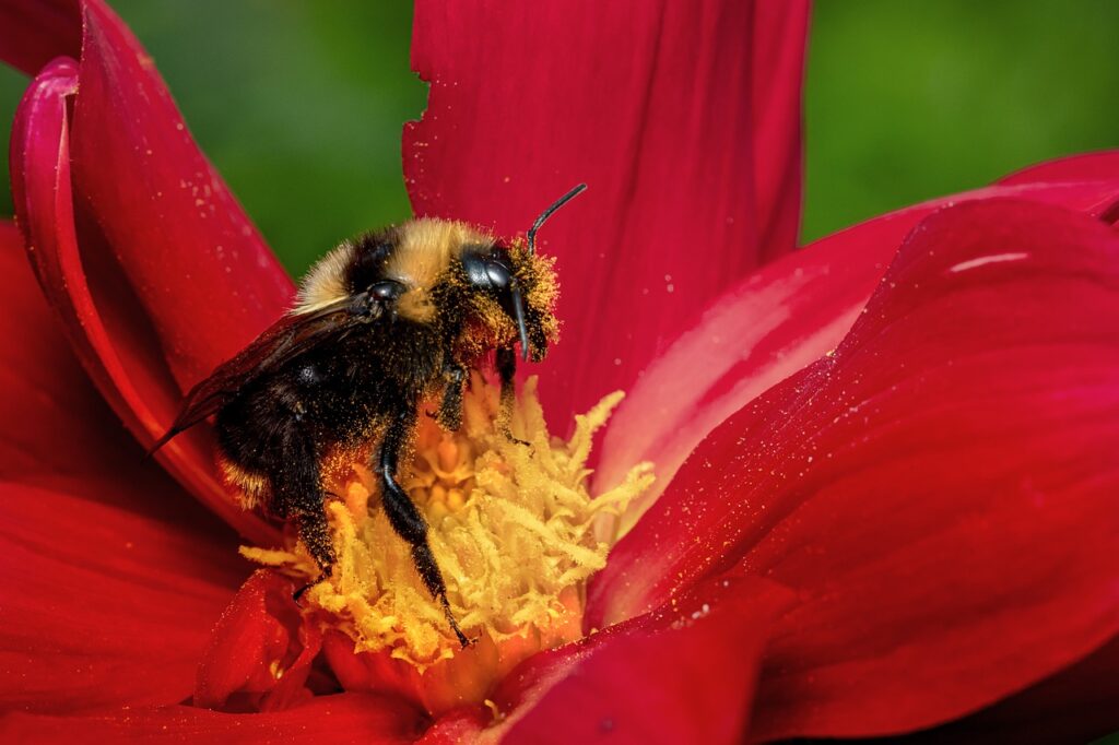 https://pixabay.com/photos/bumble-bee-bee-wings-flower-insect-7348702/
Photo courtesy of Erik Kartis via Pixabay